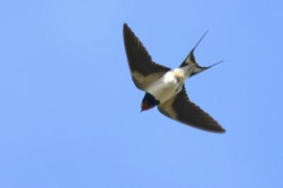 Hirundo rustica