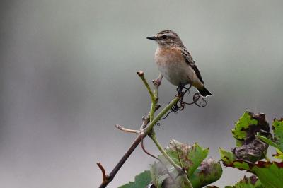 Saxicola rubetra