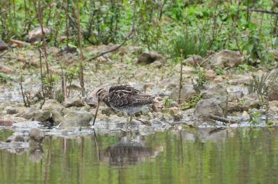 Gallinago gallinago