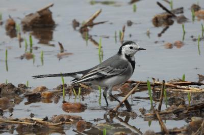 Motacilla alba