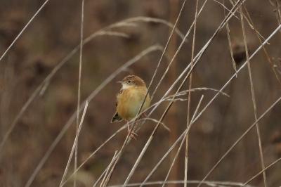 Cisticola juncidis