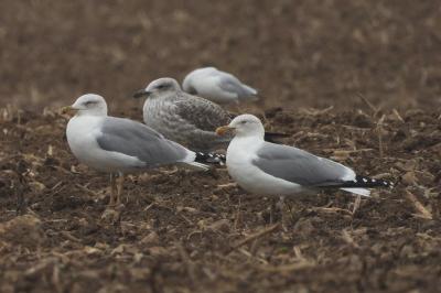Larus michahellis