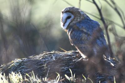 Tyto alba