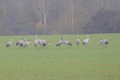 Grus grus