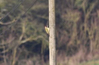 Picus viridis
