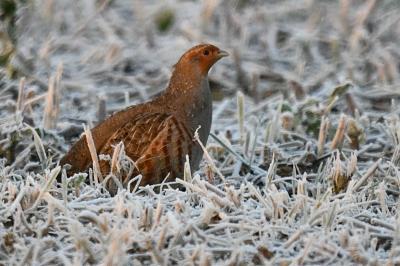 Perdix perdix