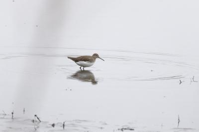 Tringa ochropus