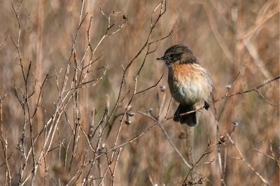 Saxicola rubicola