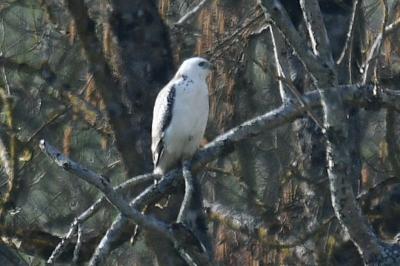 Buteo buteo