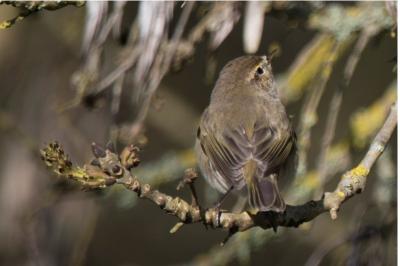Phylloscopus collybita