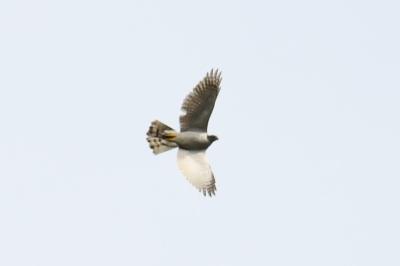 Accipiter gentilis