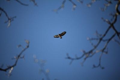 Buteo buteo