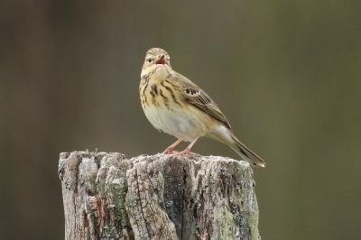 Anthus trivialis