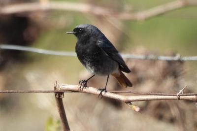 Phoenicurus ochruros
