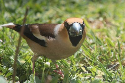 Coccothraustes coccothraustes