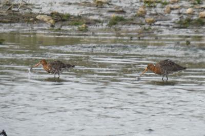 Limosa limosa