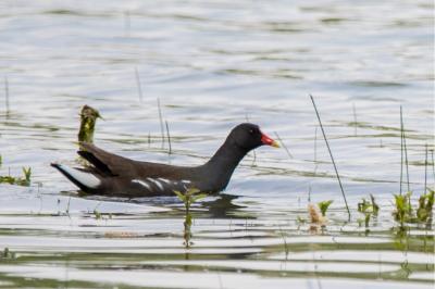 Gallinula chloropus