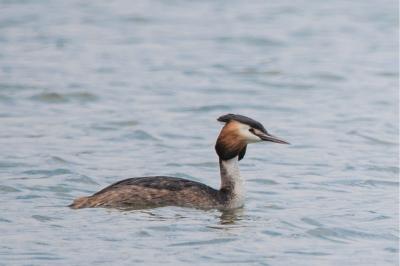 Podiceps cristatus