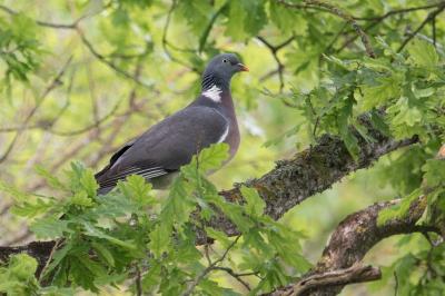 Columba palumbus