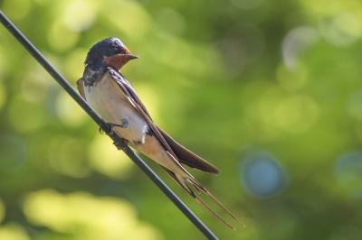 Hirundo rustica