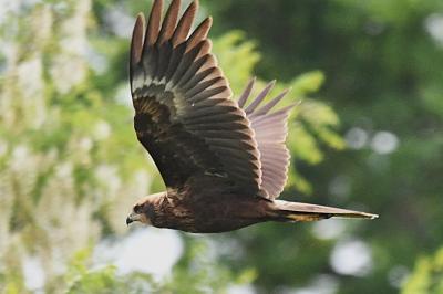Circus aeruginosus