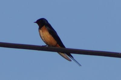 Hirundo rustica