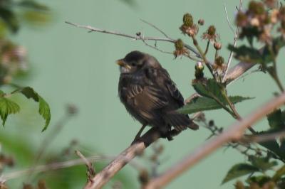 Passer domesticus