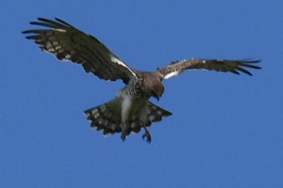 Circaetus gallicus