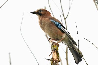 Garrulus glandarius