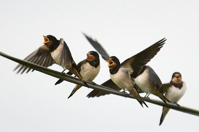 Hirondelle rustique
