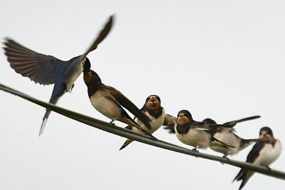 Hirondelle rustique