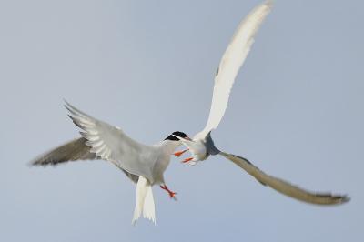 Sterne pierregarin