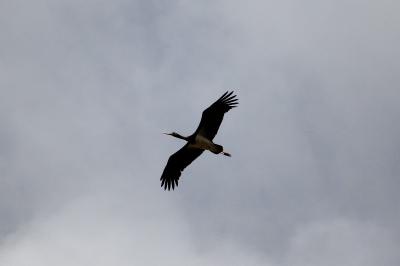Cigogne noire