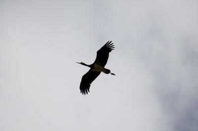Cigogne noire