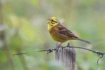 Emberiza citrinella