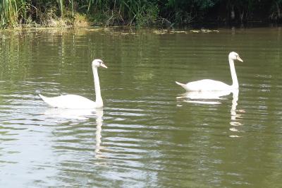 Cygne tuberculé