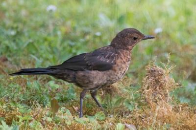Turdus merula