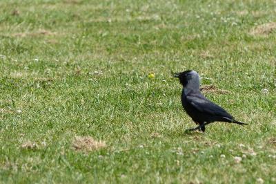 Corvus monedula