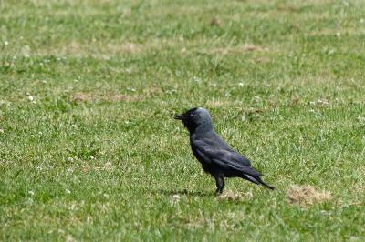Corvus monedula