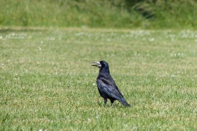 Corbeau freux