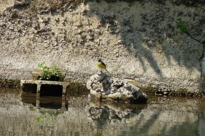 Bergeronnette des ruisseaux