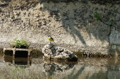 Bergeronnette des ruisseaux