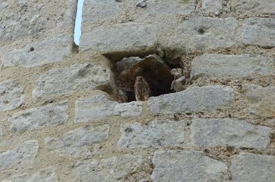 Faucon crécerelle