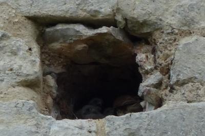 Faucon crécerelle