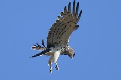 Circaetus gallicus