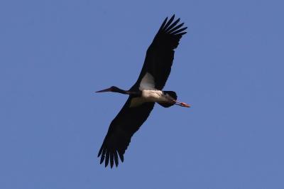 Cigogne noire