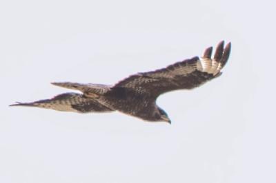 Buse variable