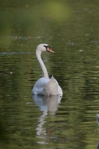 Cygne tuberculé