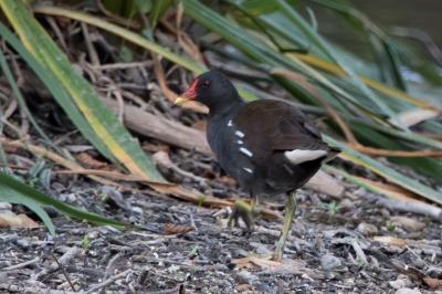 Gallinula chloropus