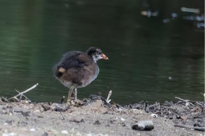 Gallinula chloropus